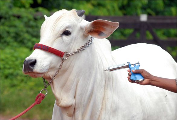 Começa a 1ª etapa da campanha de vacinação contra febre aftosa na Bahia