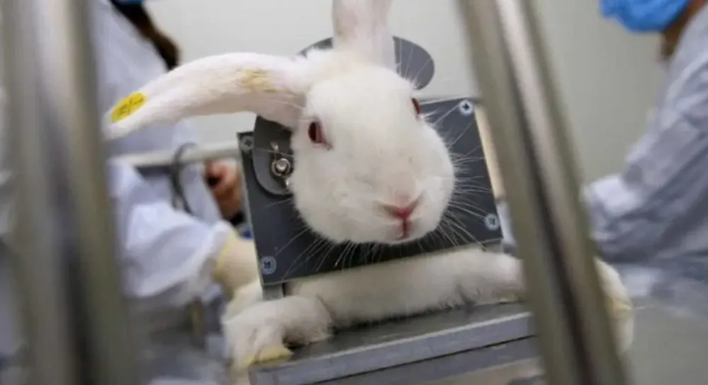 Câmara aprova fim dos testes de cosméticos e produtos de higiene em animais