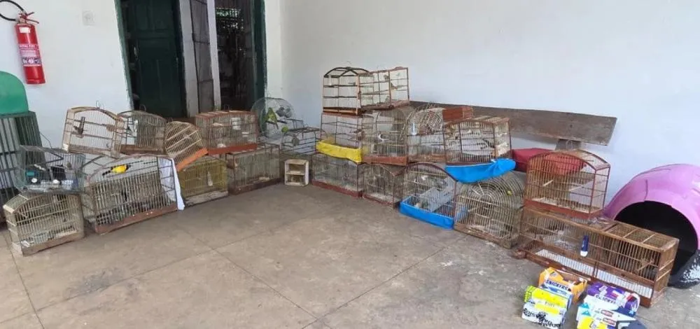 Operação resgata 47 aves silvestres e apreende 50 gaiolas em feira clandestina de Vitória da Conquista 