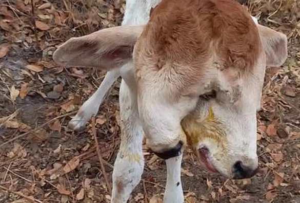 Bezerra nasce com duas cabeças e assusta moradores em povoado na Bahia