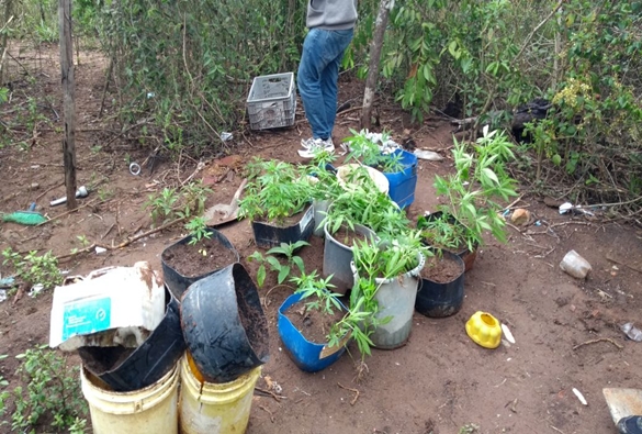 Polícia Militar localiza plantação de maconha e apreende cocaína em Jussiape 
