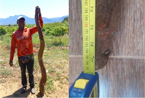 Mandioca com quase 2 metros, é encontrada na zona rural de Livramento; em 2015 uma de 2,30 havia sido colhida
