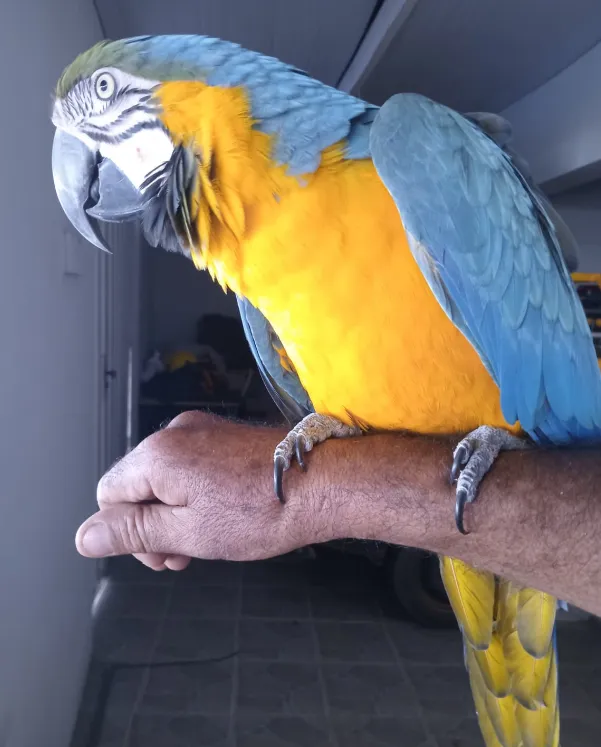 Arara Canindé é resgatada pela GASA em Livramento