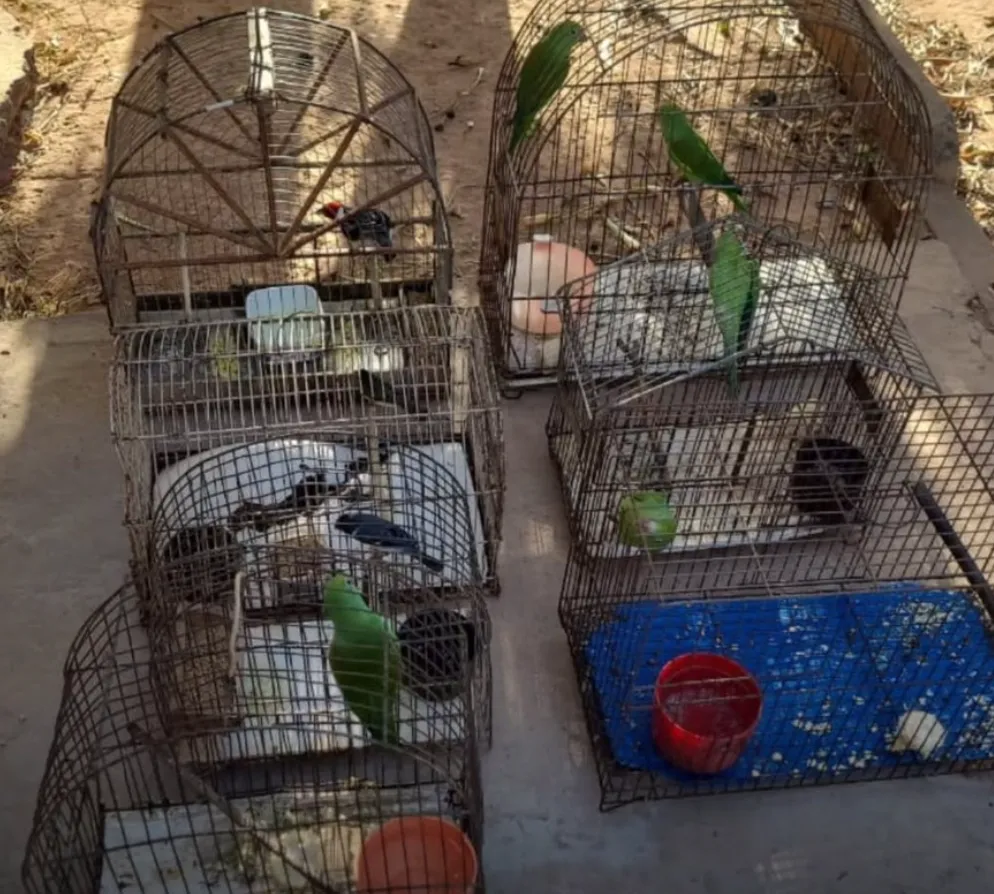 Aves silvestres são resgatadas de cativeiro irregular em Barreiras