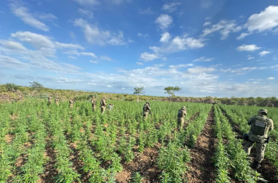 Polícia encontra 90 mil pés de maconha em plantação no norte da Bahia
