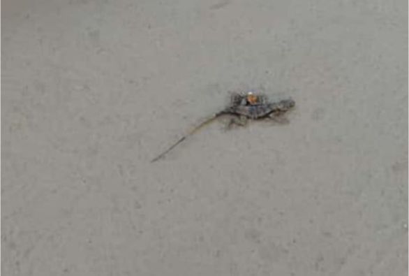 Animais da Lagoa Zinho Tanajura tem sido agredidos e mortos após inauguração