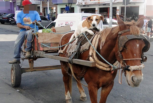 Vitória da Conquista: Prefeitura exige emplacamento e habilitação para carroceiros