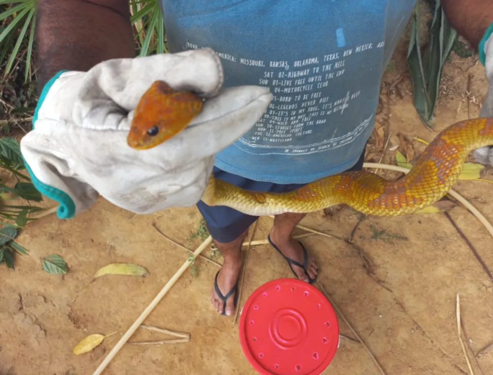 Cobra boipeba é resgatada por brigadistas da Gasa em Livramento