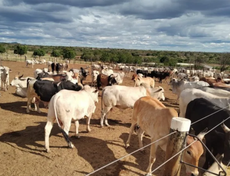 Bahia será reconhecida internacionalmente como área livre da febre aftosa