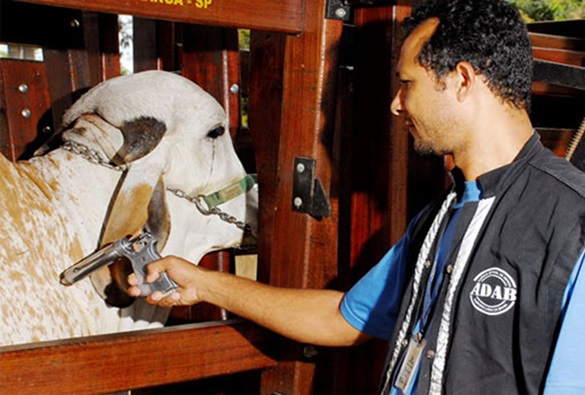 Campanha de vacinação contra Febre Aftosa é iniciada e vai até o dia 31 de maio