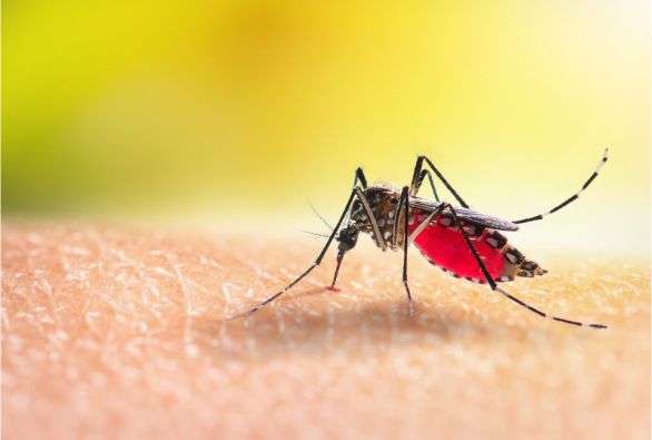 Brasil é país com mais casos de dengue no mundo, diz OMS