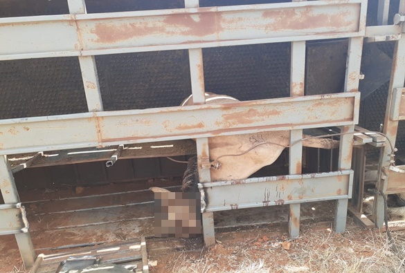 Caminhão que transportava cavalos em Livramento, tomba e deixa feridos no distrito de Itanagé