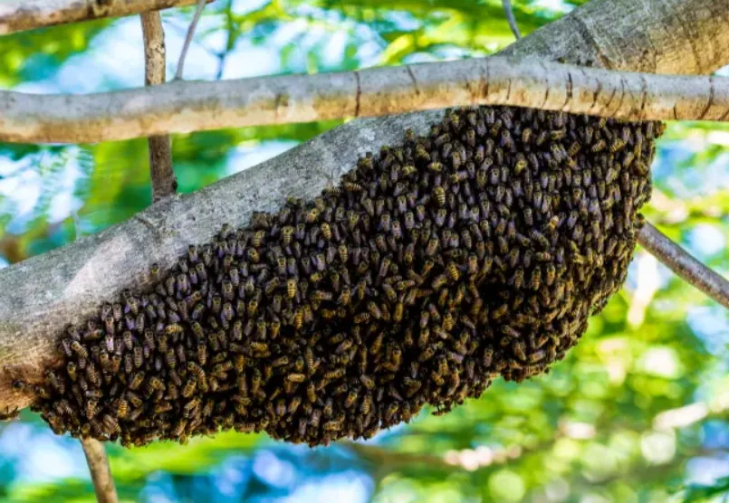 Idoso é atacado por abelhas durante velório e morre