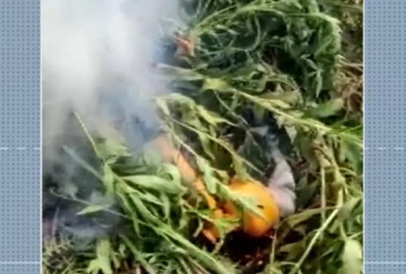 Plantação com 500 pés de maconha é destruída pela polícia no sudoeste da Bahia