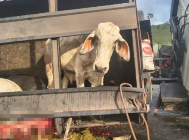 Carreta que transportava bois tomba e deixa animais mortos na Serra do Marçal