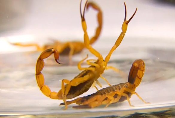 Bahia registra quase 11 mil casos de picadas de escorpião e 15 mortes em 2023