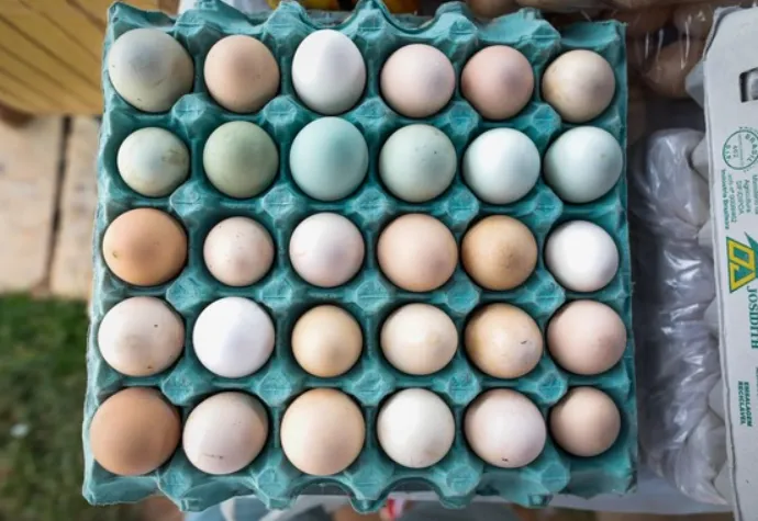 Exportações de ovos do Brasil para os EUA crescem 93%