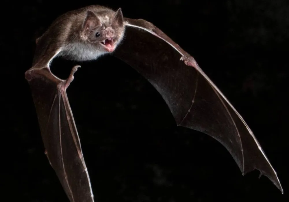 Novo coronavírus é identificado em morcegos na China e pode representar risco para humanos