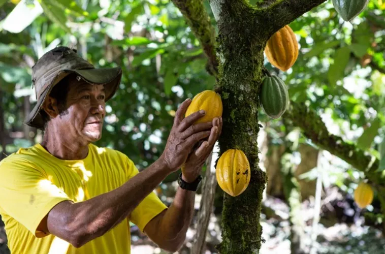 Bahia comemora Dia do Cacau com recordes em exportações