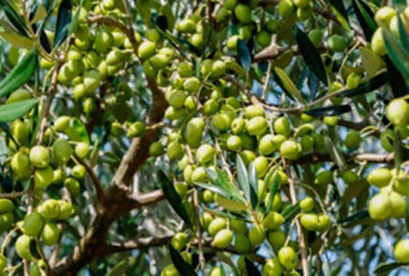 Rio de Contas vai produzir o primeiro Azeite de Oliva com azeitonas colhidas na Bahia