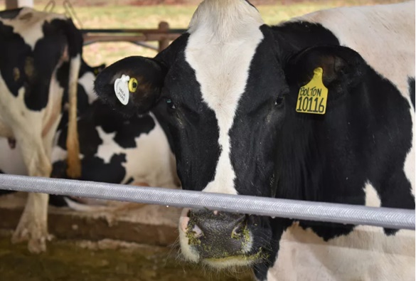 Vaca louca: Ministro da Agricultura diz que caso investigado deve ser atípico, ou seja, não representa risco à saúde pública