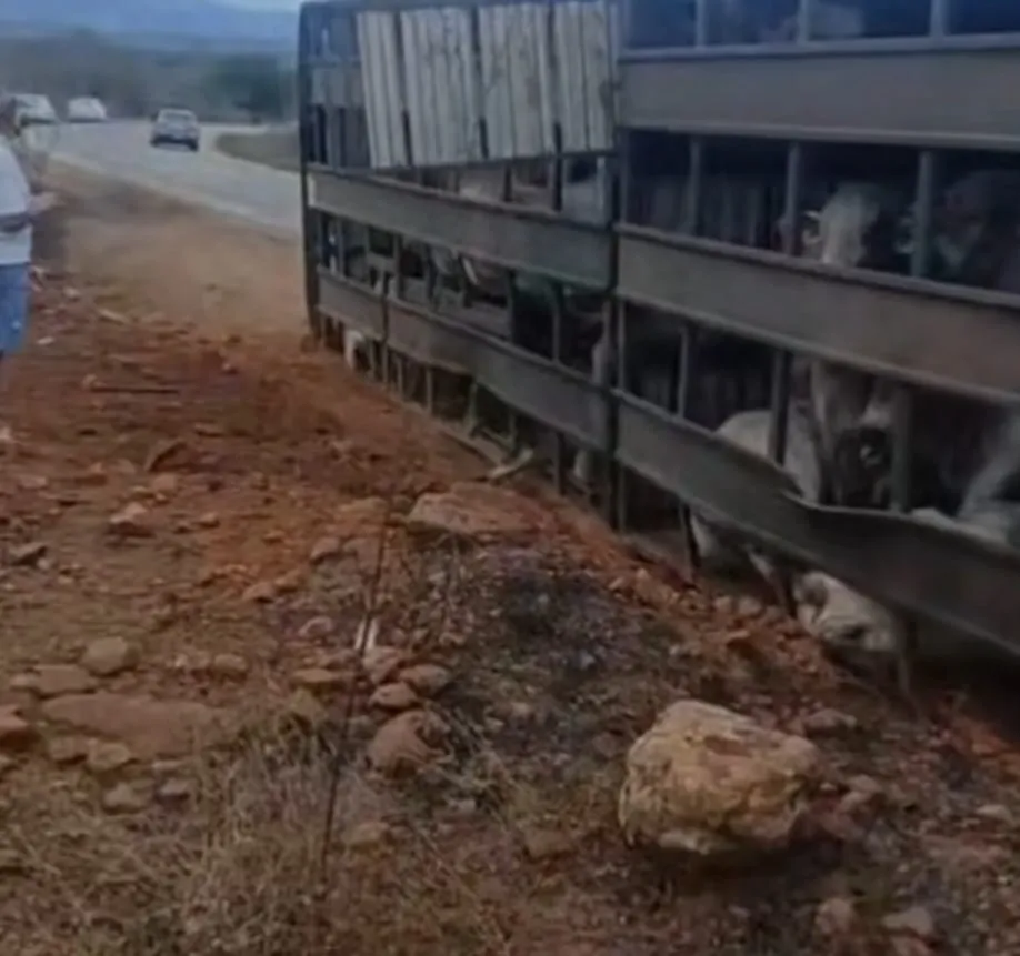 Caminhão que transportava gado tomba na BA-152, em Livramento