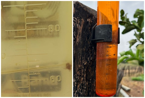 Livramento: Após dias de muito calor, a chuva cai na capital da manga