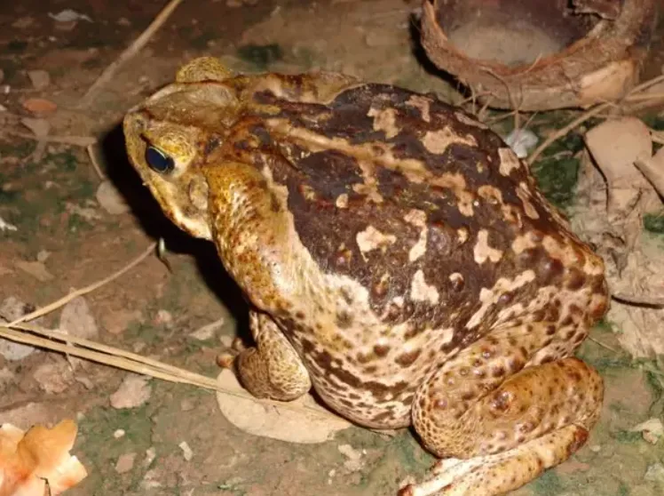 Mulher tem olho atingido por veneno de sapo em Livramento