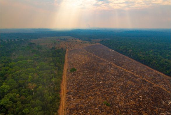 Desmatamento anual na Amazônia cai 11%