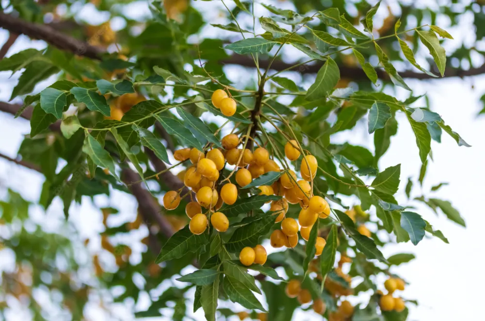Município de Brumado proíbe plantio de Nim Indiano