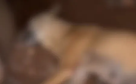 Livramento: abandonados à própria sorte, cães errantes caem nas mãos da maldade humana