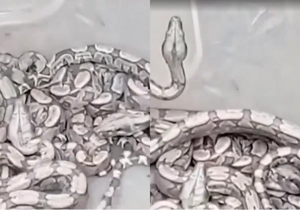 Guarda Municipal resgata 30 filhotes de Jibóia em Vitória da Conquista