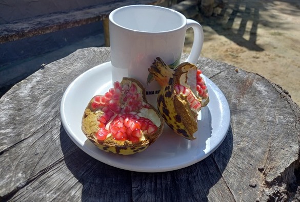 Pesquisa da Uesb revela perigos do consumo de plantas medicinais por gestantes