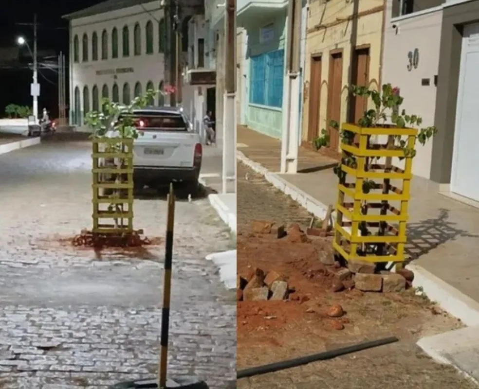 Árvore plantada incorretamente é reposicionada nas imediações da Praça Dom Hélio Paschoal