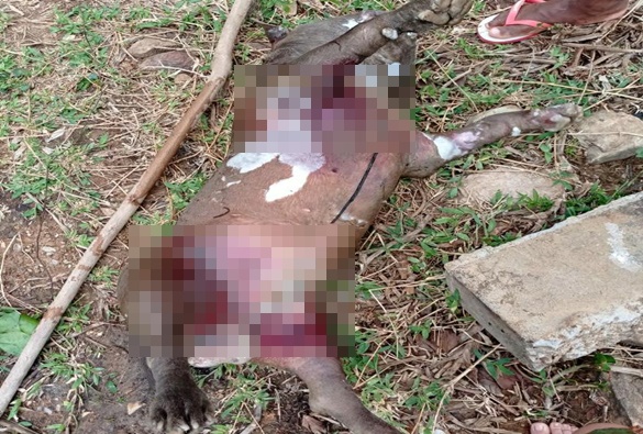 Cachorro é encontrado morto com vestígios de espancamento em Livramento