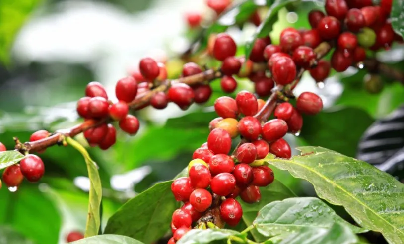 Café da Chapada Diamantina alcança Denominação de Origem, primeira no estado da Bahia