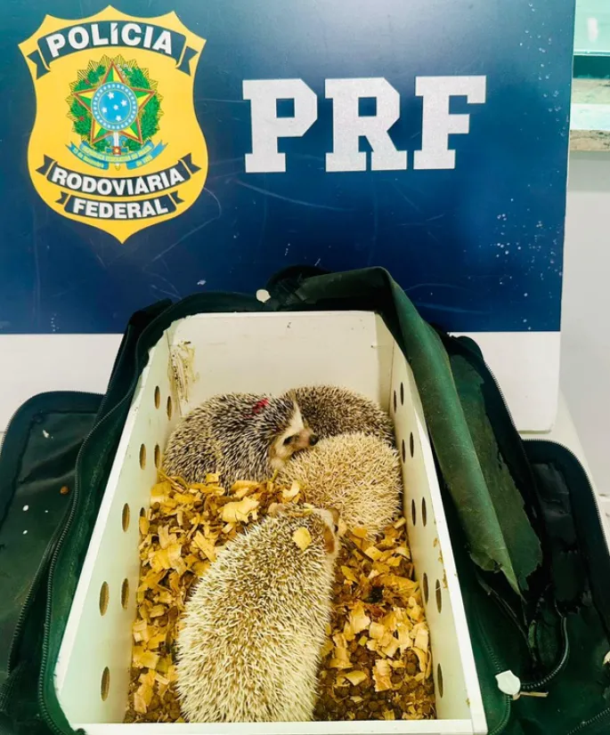 PRF apreende animais exóticos transportados de forma irregular em Poções