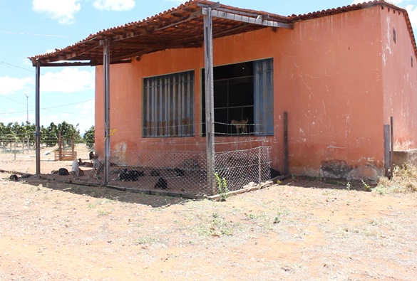 Cães são recolhidos pelo Município e confinados em galpão sem nenhuma estrutura adequada