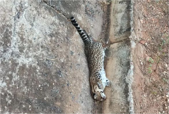 Gato-Maracajá é atropelado entre Rio de Contas e Marcolino Moura