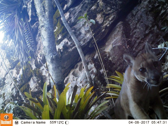 Onça é fotografada via monitoramento em área do Parque Nacional da Chapada Diamantina