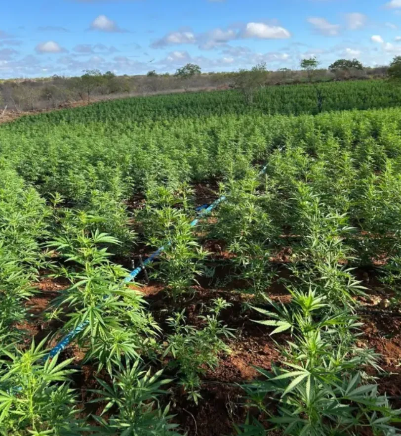 Polícia descobre plantação com 20 mil pés de maconha em Curuçá