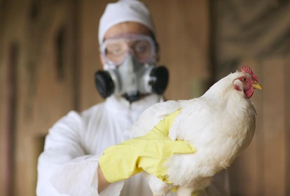 Agricultura confirma mais 5 casos de influenza aviária em aves silvestres