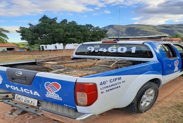 Polícia Militar faz apreensão de pássaros silvestres em Livramento
