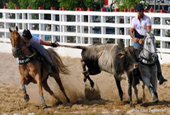 Câmara aprova proposta que regulamenta vaquejadas