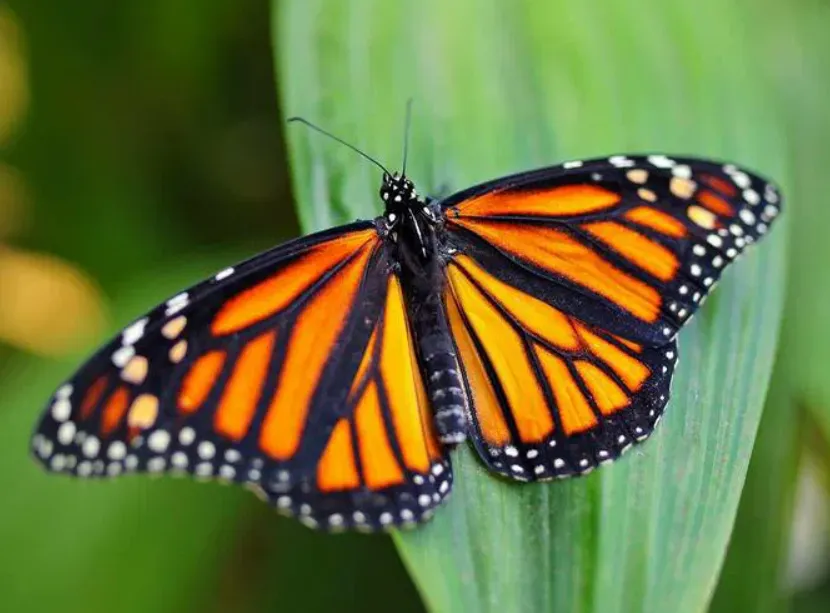 Adolescente morre em Vitória da Conquista após injetar borboleta esmagada no próprio corpo