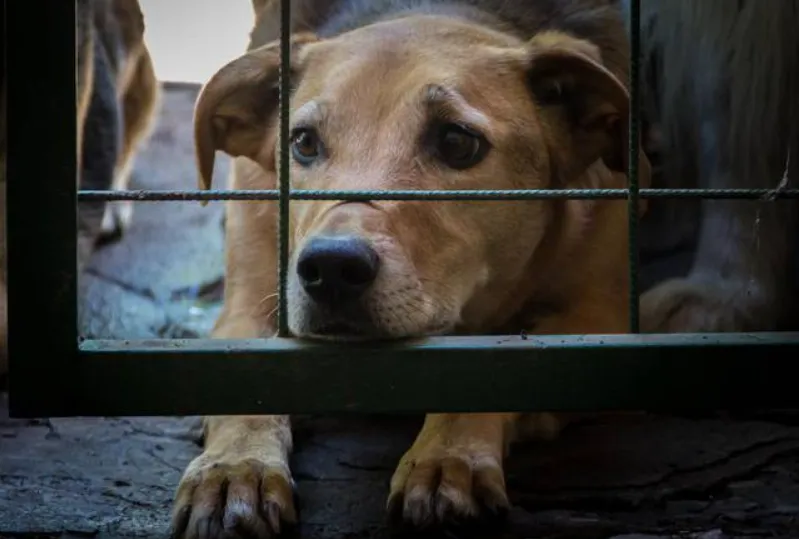 Projeto que cria Disque Denúncia para maus-tratos a animais será analisado no Senado