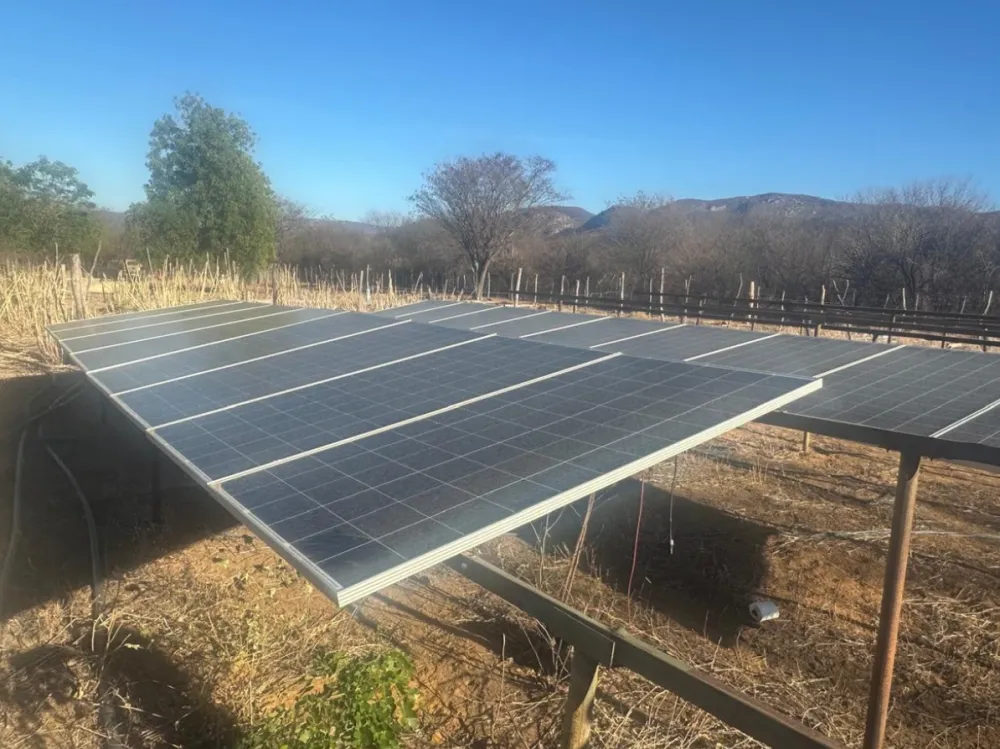 Plantação de maconha com sistema de irrigação e energia solar é descoberta na Bahia