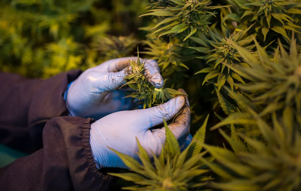 STJ autoriza cultivo de Cannabis para fins medicinais