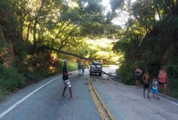 Árvore cai e obstrui pista da rodovia BA-148 na Serra das Almas