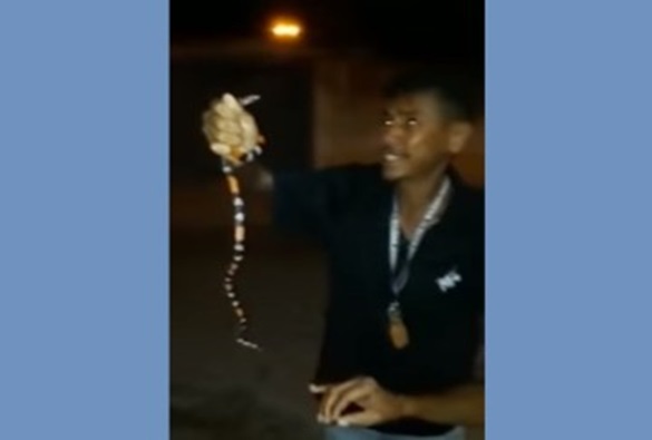 Bahia tem 12 mortes por ataques de animais peçonhentos em 2019